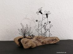 some plants are growing out of a piece of driftwood