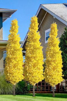 three yellow trees in front of a house