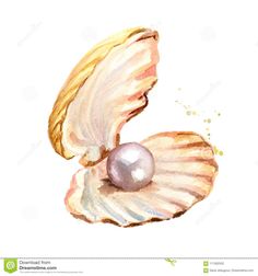 watercolor painting of seashell with pearl on white background stock photo - image 3497