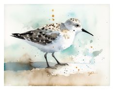 a watercolor painting of a bird standing on the ground