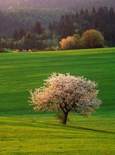 a lone tree in the middle of a green field