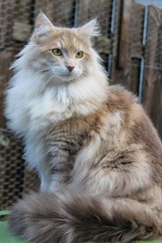 a fluffy cat sitting on top of a green table