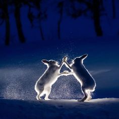 two rabbits playing in the snow at night