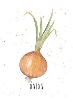 an onion drawn in watercolor and ink on paper with the word onion written below it