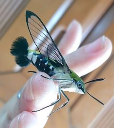 a small insect sitting on top of a persons hand