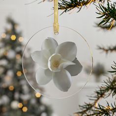 a glass ornament with a white flower in the center hanging from a christmas tree