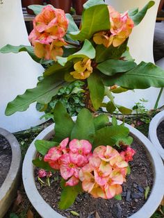 some pink and yellow flowers are in a white planter on the ground next to two large potted plants