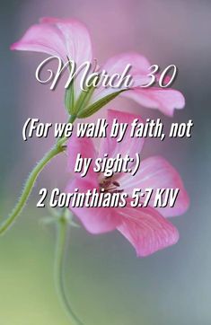 a pink flower with the words watch 30 for we walk by faith, not by sight 2 corintians 5 7 kjv