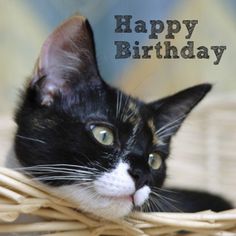 a black and white cat sitting in a basket with the words happy birthday written on it