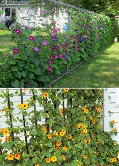 an image of some flowers growing on the side of a house and in front of a fence