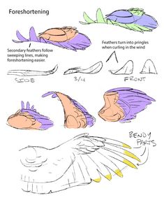 how to draw an eagle's wings with different colors and shapes, including the wing tips