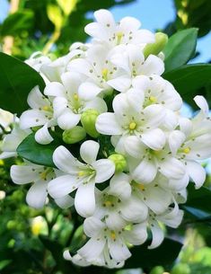 white flowers are blooming on the tree