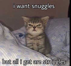 a small kitten sitting on top of a bed covered in blankets and pillows with the caption, ke tienen de buenos fbjenos