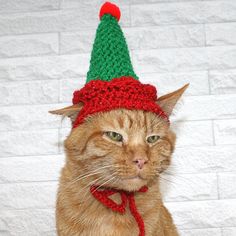 an orange cat wearing a green and red knitted elf's hat on its head