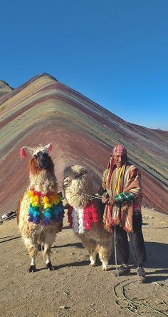 two llamas standing next to each other in front of a colorful mountain range