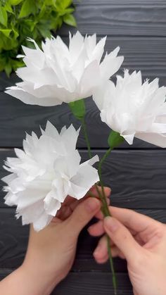 two white flowers being held by someone's hand