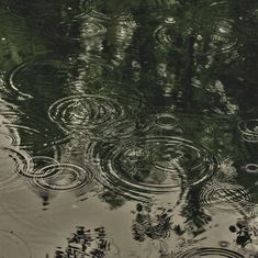 raindrops are falling on the water and trees reflected in the water with ripples