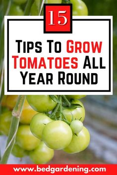 tomatoes growing on the vine with text overlay that reads 15 tips to grow tomatoes all year round