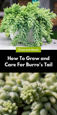 how to grow and care for burro's tail in your garden or yard