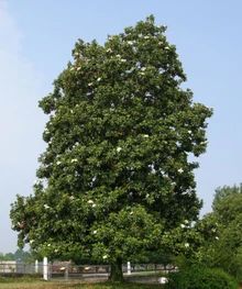 a large tree in the middle of a field