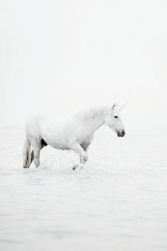 a white horse is walking through the water in front of another horse that's looking for food