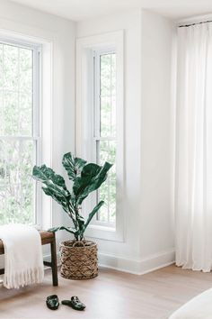 a bedroom with white walls and wooden flooring has a large plant in the corner