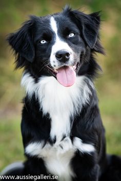 a black and white dog with its tongue out