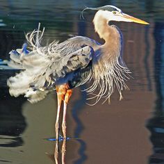 a large bird standing on top of a body of water