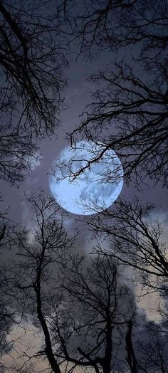 the moon is seen through some trees in the night sky, with no leaves on them