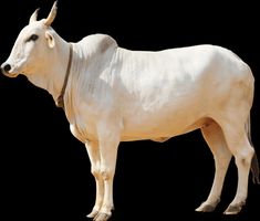 a white cow standing on top of a black background