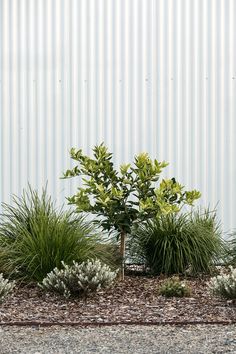 some green plants and white flowers in front of a metal building with vertical stripes on the wall