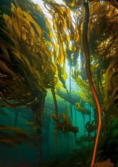 an underwater view of seaweed in the water with sunlight coming through it's branches