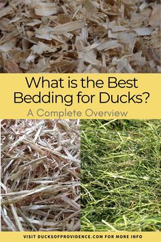 what is the best bedding for ducks? - a complete overview by visit duckfood providence