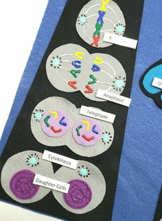 some sort of science project for kids to do with the microscopes and other things