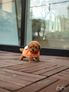 a small brown dog standing on top of a wooden floor