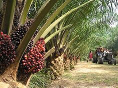 the palm trees are full of fruit and ready to be picked from the tree line