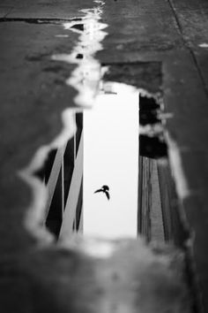 the reflection of a bird flying in water on the ground next to a street sign