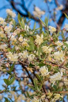 white flowers blooming on the branches of a tree with blue sky in the background