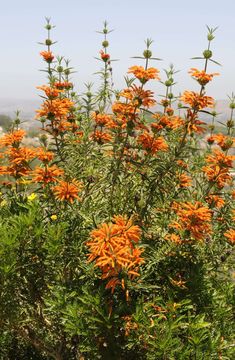 Leonotis leonurus Lions Tail, Growing Bamboo, Types Of Shrubs, Indie Decor, Plant Palette, Backyard Plants, Rose Trees, Garden Inspo, Deep Orange