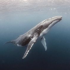 a large gray whale swimming in the ocean