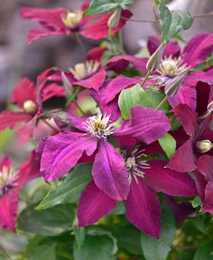 purple flowers are blooming in the garden