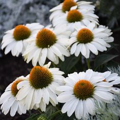 white and orange flowers with green leaves in the foreground