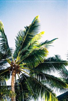 a palm tree with green leaves against a blue sky