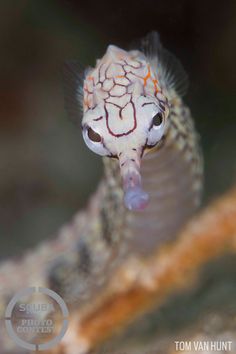 a close up of a small fish with its mouth open and tongue out on a branch