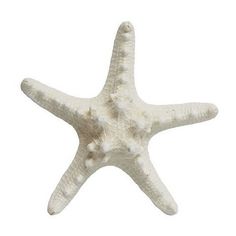 a white starfish on a white background