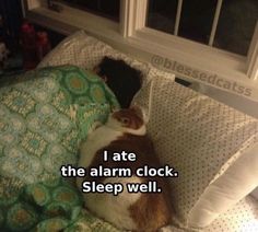 a cat laying on top of a bed under a blanket with the caption i ate the alarm clock sleep well