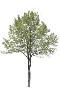 a single tree with green leaves on it's trunk and branches, against a white background