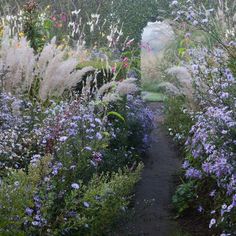 the path is surrounded by many different types of wildflowers and grasses in bloom