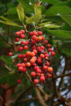 berries are hanging from the branches of a tree