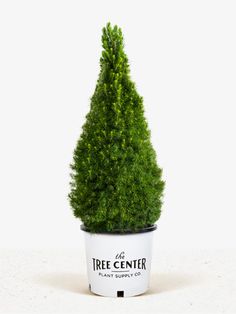 a small potted tree sitting on top of a white table